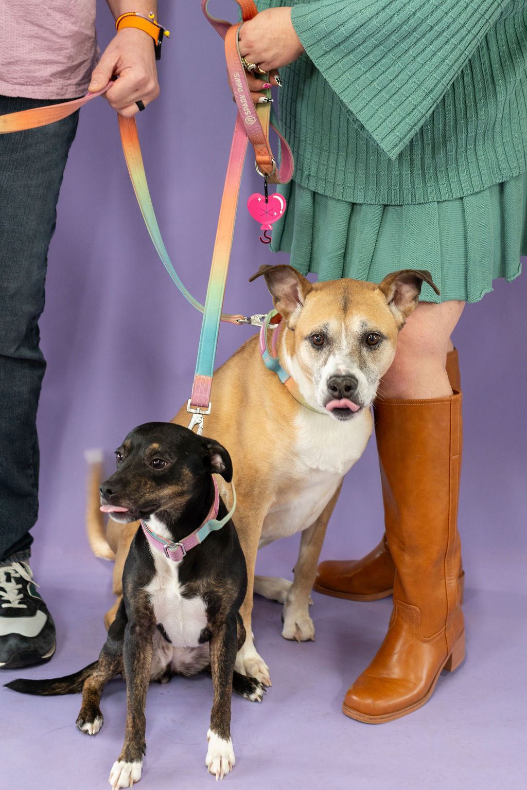 Two dogs on leashes with a person wearing brown boots on a purple background