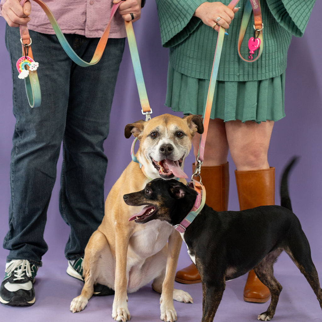 Two people with two dogs on leashes against a purple background