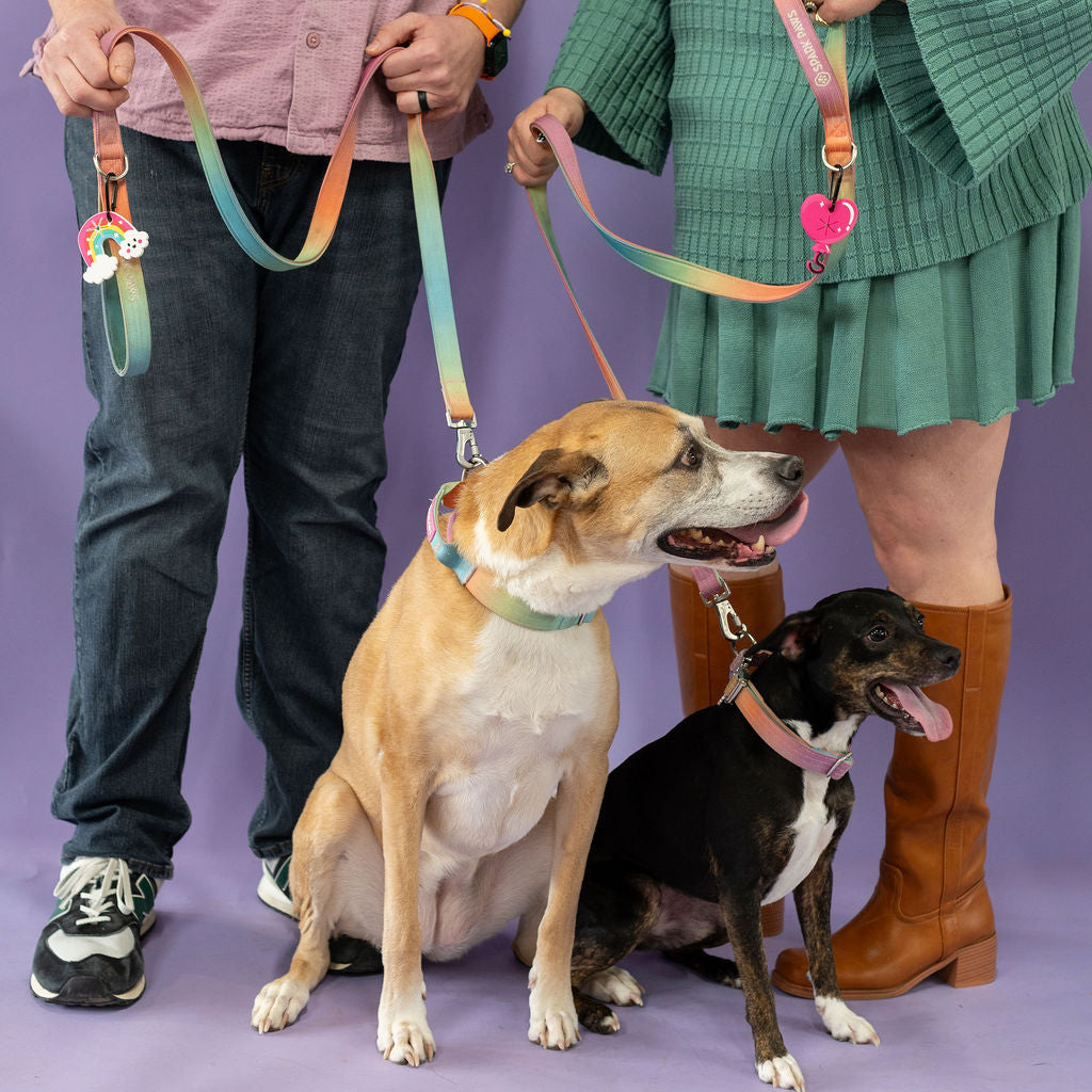 Two people with two dogs on leashes against a purple background