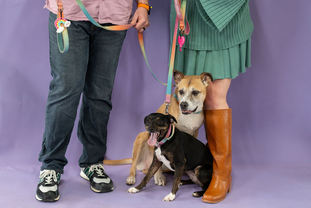 Two people with two dogs on leashes against a purple background