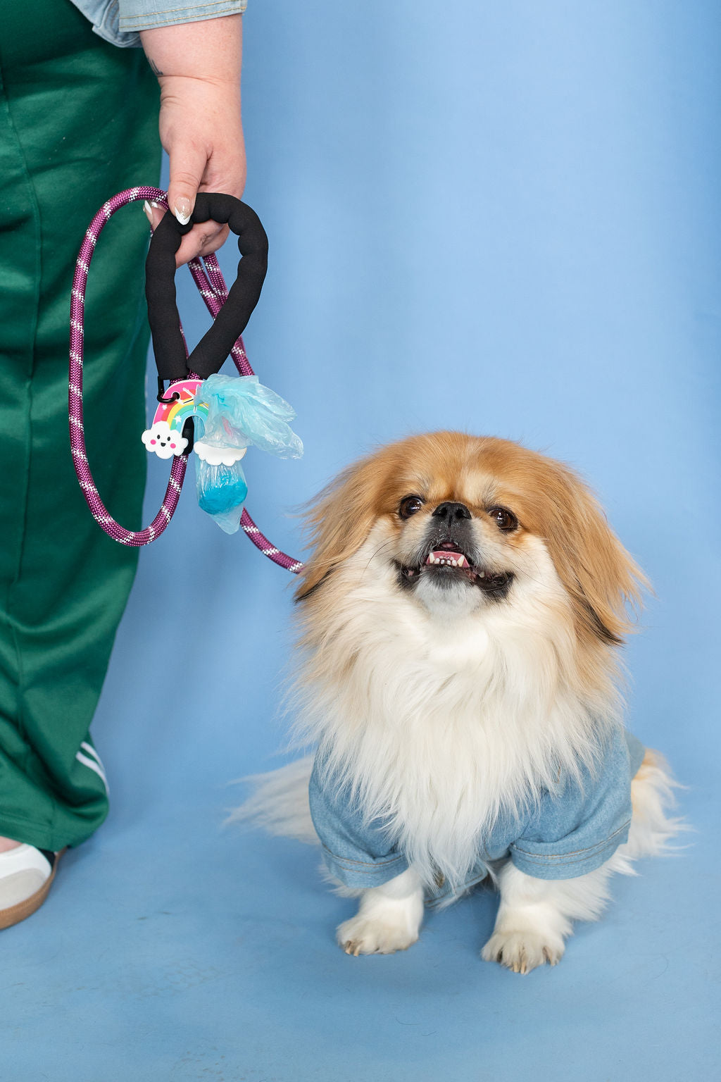 Small dog in a blue outfit standing next to a person holding a pink leash with toys on a blue background
