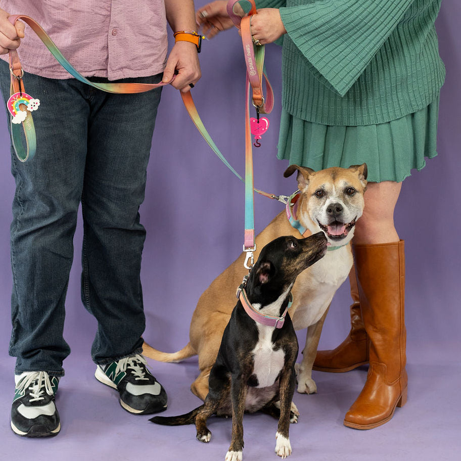 Two people with two dogs on leashes against a purple background