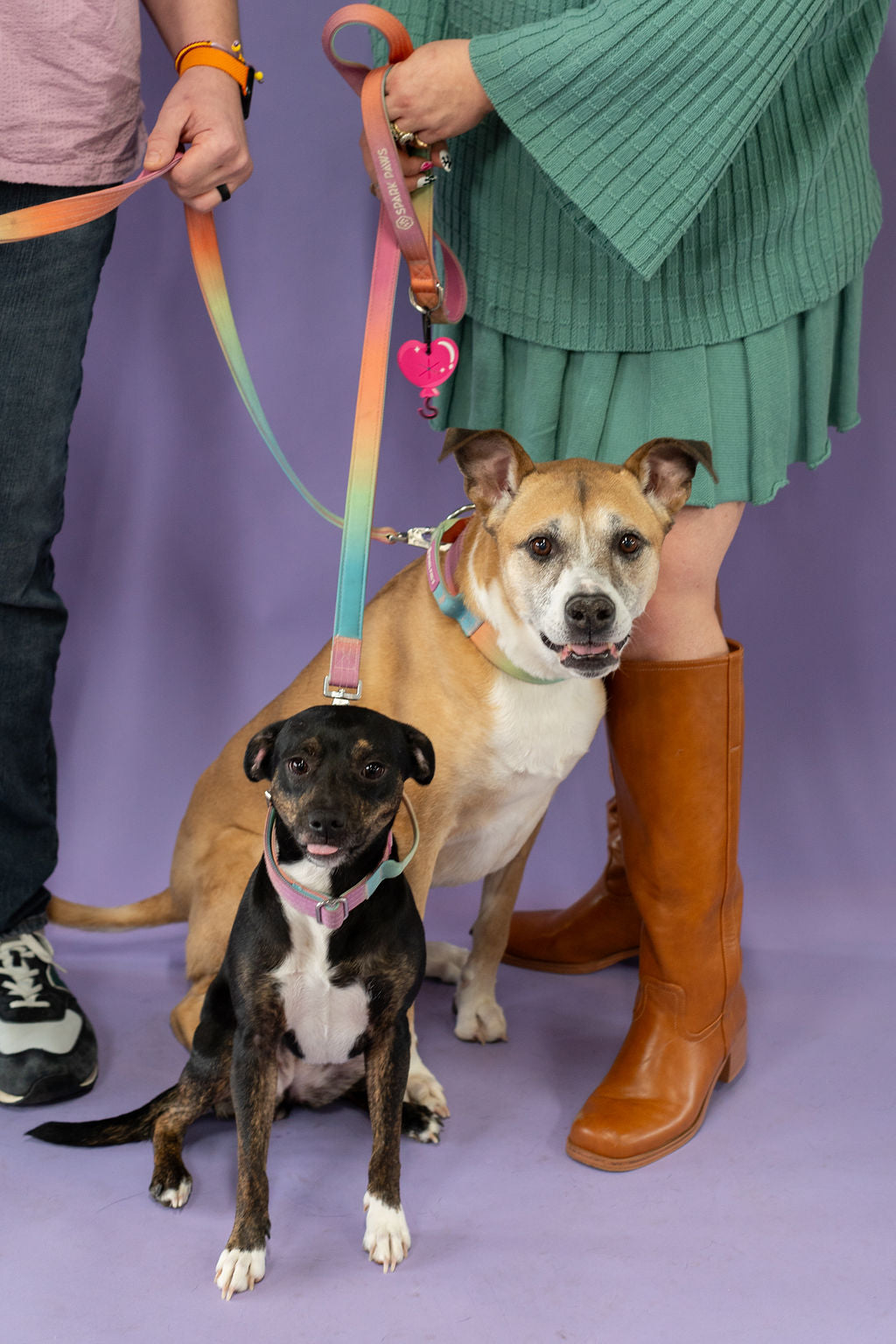 Two dogs on leashes with a person wearing a green sweater and brown boots against a purple background
