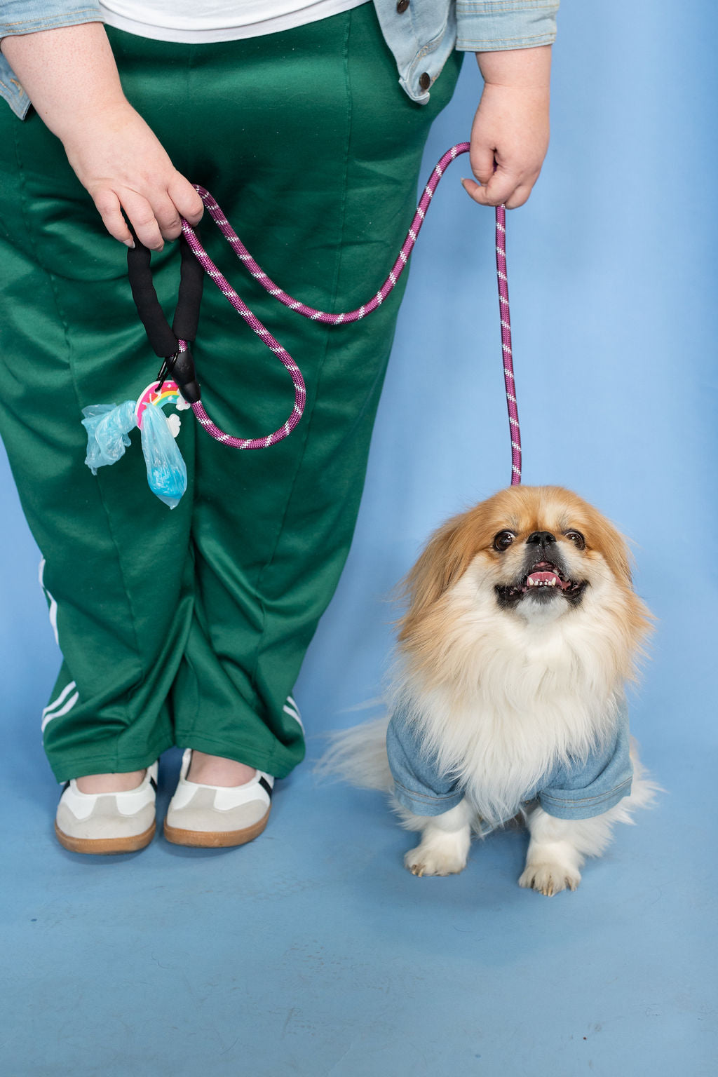 Small dog wearing a sweater standing next to a person holding a leash on a blue background