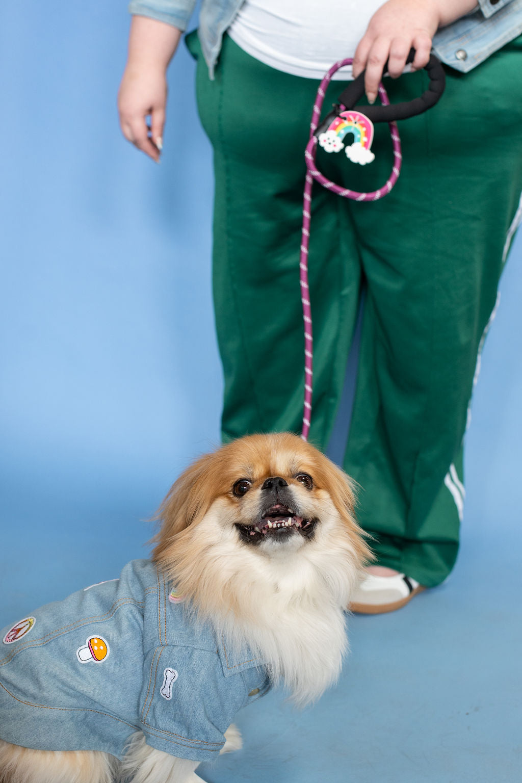 Dog wearing a denim jacket with a person holding a leash against a blue background